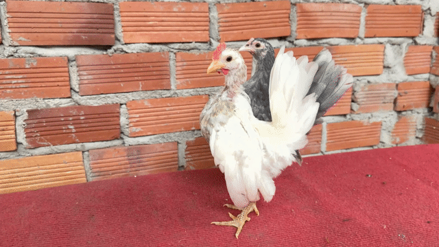Gà Serama trống mái dáng nhỏ. Mua bán Gà tại Huyện Trảng Bom Đồng Nai được đăng bởi Giang Hố Nai hình 1