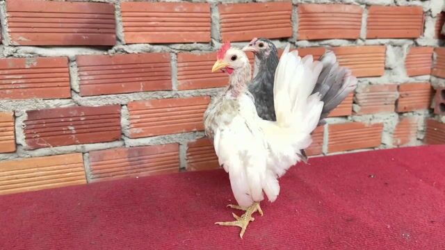 Gà Serama trống mái dáng nhỏ. Mua bán Gà tại Huyện Trảng Bom Đồng Nai được đăng bởi Giang Hố Nai hình 1