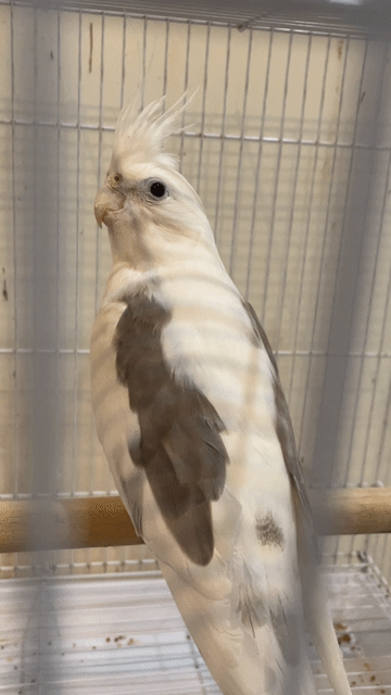 Chim Cockatiel Đực Trắng xám Sinh sản Khỏe mạnh. Mua bán Chim tại Quận Cẩm Lệ Đà Nẵng được đăng bởi Thế Tùng Ngô hình 1