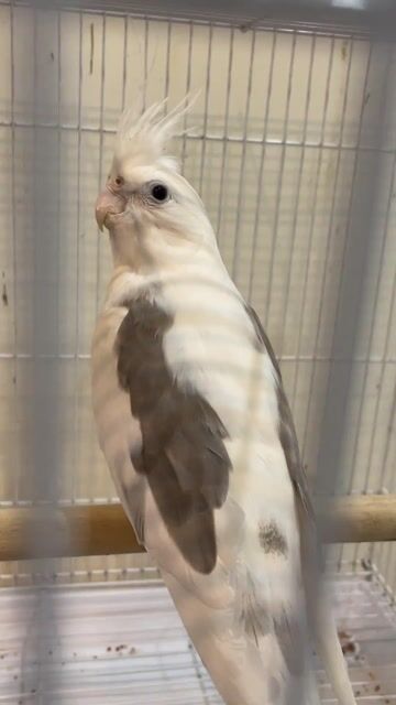 Chim Cockatiel Đực Trắng xám Sinh sản Khỏe mạnh. Mua bán Chim tại Quận Cẩm Lệ Đà Nẵng được đăng bởi Thế Tùng Ngô hình 1