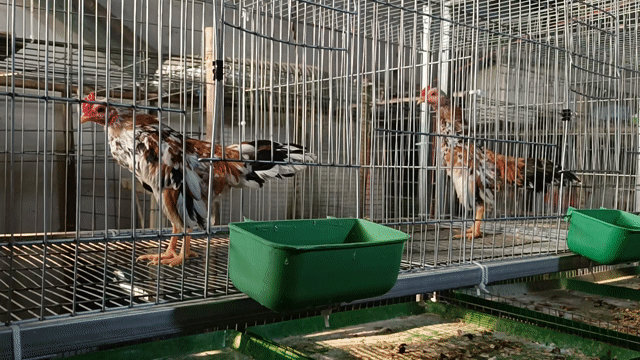 Gà tre giống. Mua bán Gà tại Thành phố Thuận An Bình Dương được đăng bởi Thai Nguyen hình 1