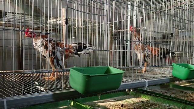 Gà tre giống. Mua bán Gà tại Thành phố Thuận An Bình Dương được đăng bởi Thai Nguyen hình 1