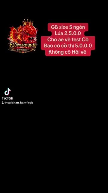 Cá la hán GB 13 tháng 1 bàn tay. Mua bán Thú cưng khác tại Quận Tân Phú Tp Hồ Chí Minh được đăng bởi Con Cò hình 1