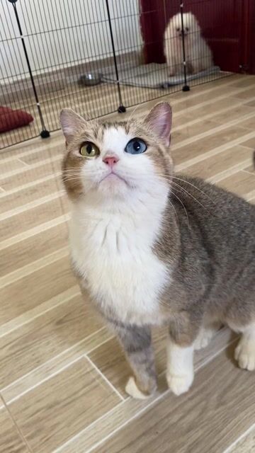 Mèo Bi Golden 2 màu mắt cái. Mua bán Mèo tại Quận 12 Tp Hồ Chí Minh được đăng bởi vũ hoa hình 1