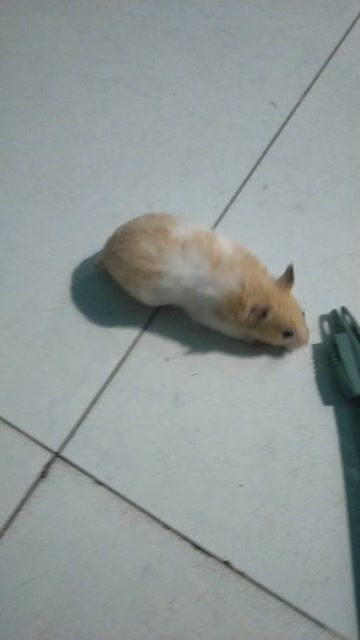 Chuột Hamster cái 3 tháng. Mua bán Thú cưng khác tại Thành phố Dĩ An Bình Dương được đăng bởi Hưng Đình hình 1