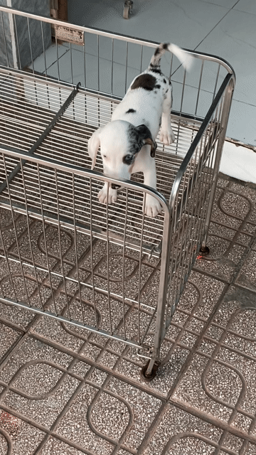 lạp xưởng đực. Mua bán Chó tại Thành phố Biên Hòa Đồng Nai được đăng bởi Vũ Việt pét Shop hình 1