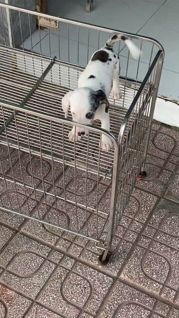 lạp xưởng đực. Mua bán Chó tại Thành phố Biên Hòa Đồng Nai được đăng bởi Vũ Việt pét Shop hình 1