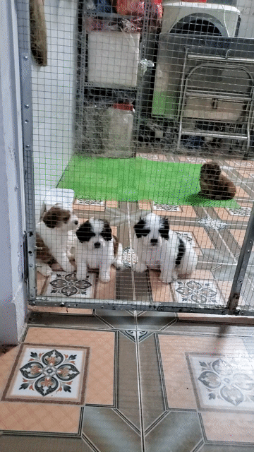 Chó Poodle lai Bắc Kinh nhiều màu. Mua bán Chó tại Quận Tân Bình Tp Hồ Chí Minh được đăng bởi Phúc Khương Mai hình 1