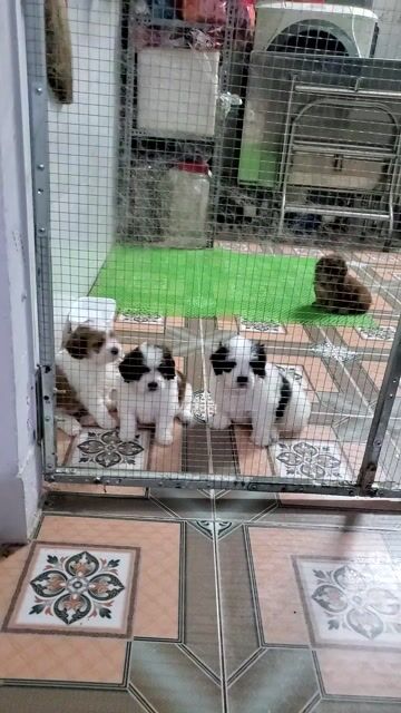 Chó Poodle lai Bắc Kinh nhiều màu. Mua bán Chó tại Quận Tân Bình Tp Hồ Chí Minh được đăng bởi Phúc Khương Mai hình 1