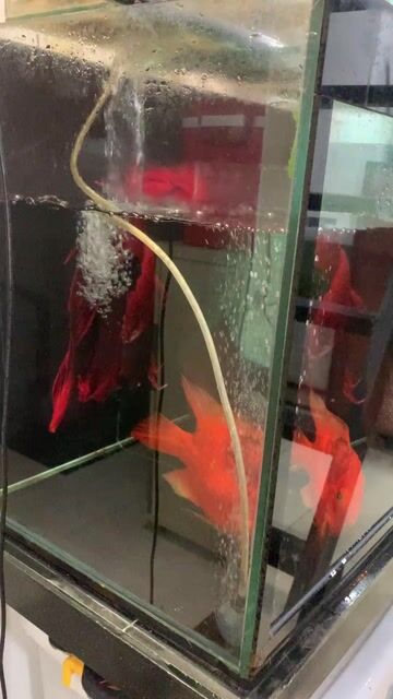 Cá cảnh Hồng Cát To hơn 5 ngón tay Đỏ. Mua bán Thú cưng khác tại Quận Bình Thạnh Tp Hồ Chí Minh được đăng bởi Tên chưa cung cấp hình 1