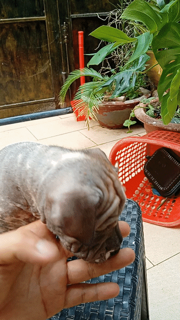 chó tài lộc mặt nhăn . Mua bán Chó tại Quận 12 Tp Hồ Chí Minh được đăng bởi Trương Thịnh CYON idea hình 1