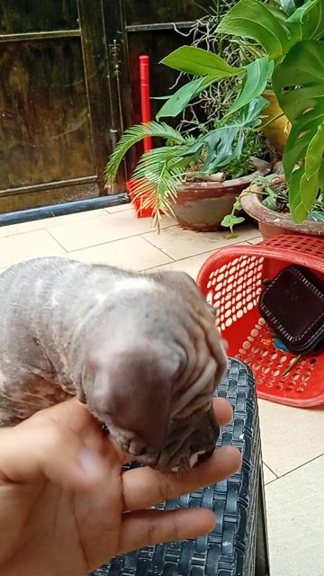 chó tài lộc mặt nhăn . Mua bán Chó tại Quận 12 Tp Hồ Chí Minh được đăng bởi Trương Thịnh CYON idea hình 1
