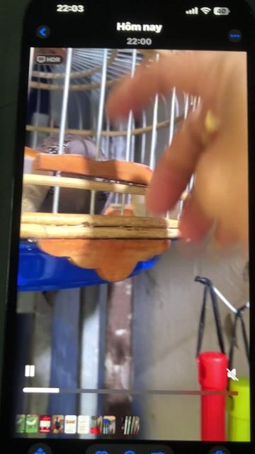 Chim gáy Đốm. Mua bán Chim tại Huyện Châu Thành Sóc Trăng được đăng bởi Tăng Thiện Tín hình 1