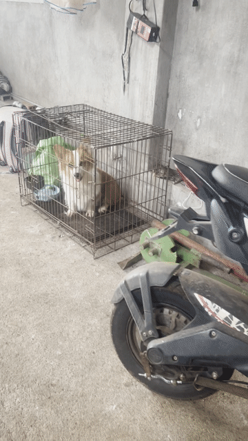 Chó Corgi Cái Vàng trắng 1 tuổi. Mua bán Chó tại Huyện Long Thành Đồng Nai được đăng bởi Thiên Minh hình 1