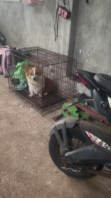 Chó Corgi Cái Vàng trắng 1 tuổi. Mua bán Chó tại Huyện Long Thành Đồng Nai được đăng bởi Thiên Minh hình 1