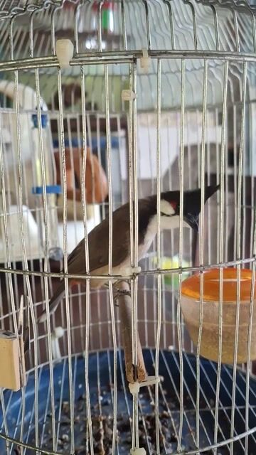 Cả bộ chào mào mái gần 2 mùa thuần. Mua bán Chim tại Quận 8 Tp Hồ Chí Minh được đăng bởi  Huỳnh Văn hình 1