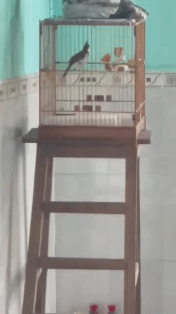Chim chào mào già mùa. Mua bán Chim tại Quận Liên Chiểu Đà Nẵng được đăng bởi mr tơ drong hình 1