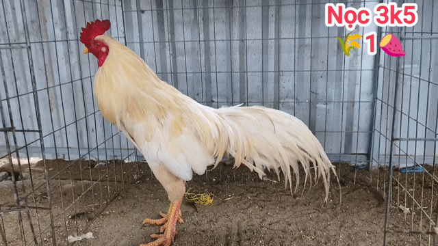  Nọc Thái Mỹ . Mua bán Gà tại Quận Ô Môn Cần Thơ được đăng bởi Gà  giá mềm  hình 1
