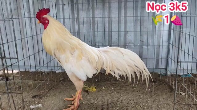  Nọc Thái Mỹ . Mua bán Gà tại Quận Ô Môn Cần Thơ được đăng bởi Gà  giá mềm  hình 1