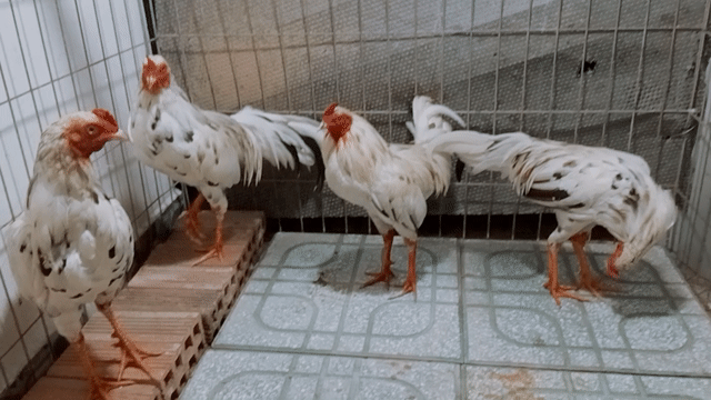bầy tre bướm . Mua bán Gà tại Quận Bình Tân Tp Hồ Chí Minh được đăng bởi Thịnh  hình 1