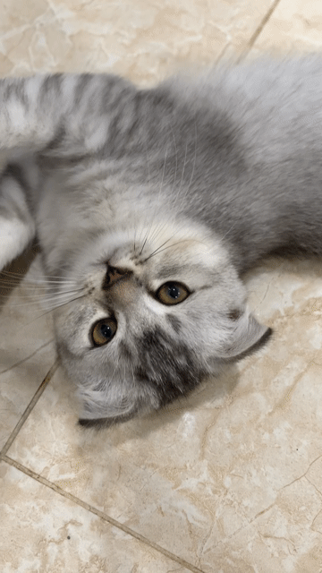 Mèo ALN Tabby Xám trắng. Mua bán Mèo tại Quận 12 Tp Hồ Chí Minh được đăng bởi Kim Chi hình 1