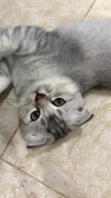 Mèo ALN Tabby Xám trắng. Mua bán Mèo tại Quận 12 Tp Hồ Chí Minh được đăng bởi Kim Chi hình 1