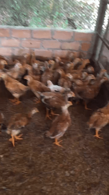 Gà ta mái 4-5 Lạng. Mua bán Gà tại Huyện Xuân Lộc Đồng Nai được đăng bởi Gà giống Đồng Nai hình 1
