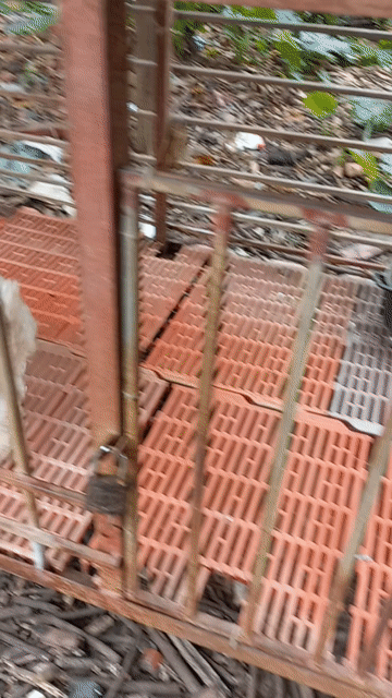 Chó Poodle trắng đã tiêm phòng. Mua bán Chó tại Huyện Tam Dương Vĩnh Phúc được đăng bởi a mười  hình 1