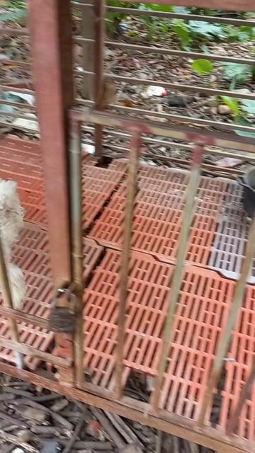 Chó Poodle trắng đã tiêm phòng. Mua bán Chó tại Huyện Tam Dương Vĩnh Phúc được đăng bởi a mười  hình 1