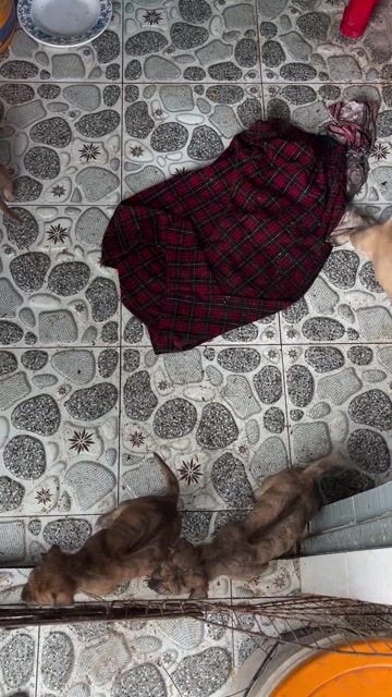 Thanh lý chó phú quốc và chó rot. Mua bán Chó tại Quận 7 Tp Hồ Chí Minh được đăng bởi Minh Thiện hình 1