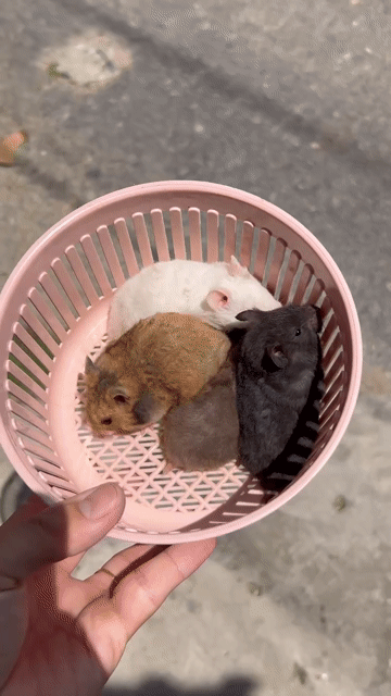 Chuột Hamster màu Trắng, Nâu, Đen, Xám. Mua bán Thú cưng khác tại Thành phố Cao Lãnh Đồng Tháp được đăng bởi CÔNG MINH HUỲNH hình 1