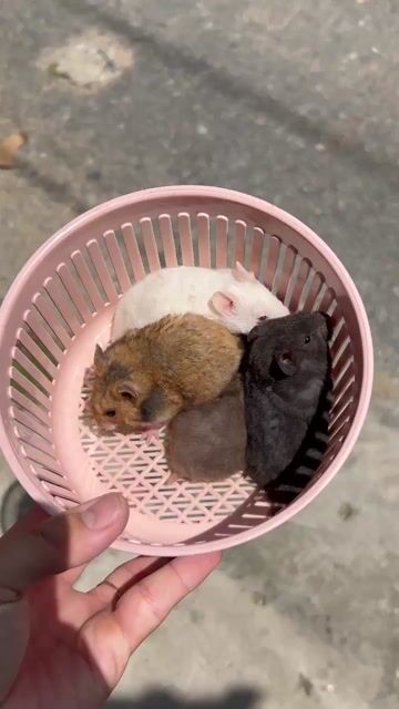 Chuột Hamster màu Trắng, Nâu, Đen, Xám. Mua bán Thú cưng khác tại Thành phố Cao Lãnh Đồng Tháp được đăng bởi CÔNG MINH HUỲNH hình 1