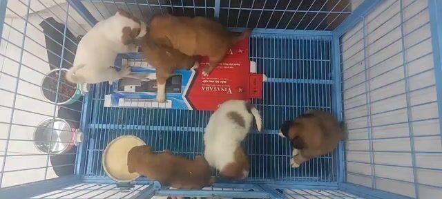 Chó con nhiều màu. Mua bán Chó tại Thành phố Hải Dương Hải Dương được đăng bởi Trường hình 1