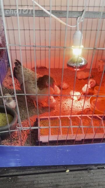 Gà Bắc cộc Xám, chuối, vàng, mơ mới xuống ổ. Mua bán Gà tại Quận Hoàn Kiếm Hà Nội được đăng bởi sơn nguyễn hình 1