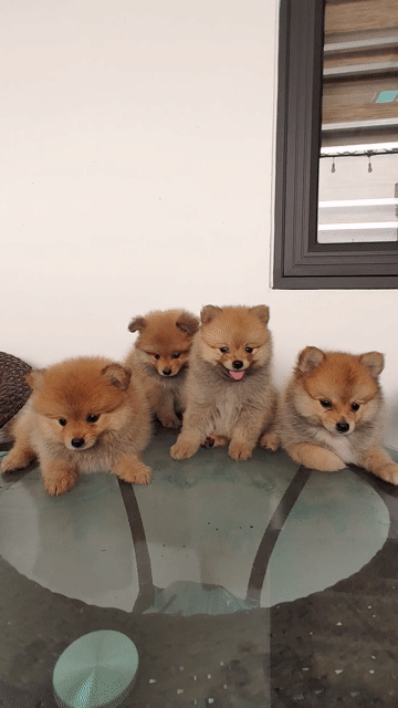 Chó Phốc Sóc Nâu vàng 2 tháng. Mua bán Chó tại Quận Lê Chân Hải Phòng được đăng bởi Nam Bùi hình 1