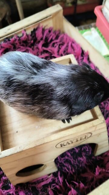 Chuột lang. Mua bán Thú cưng khác tại Quận 7 Tp Hồ Chí Minh được đăng bởi BỌ Ú SG Q7 hình 1