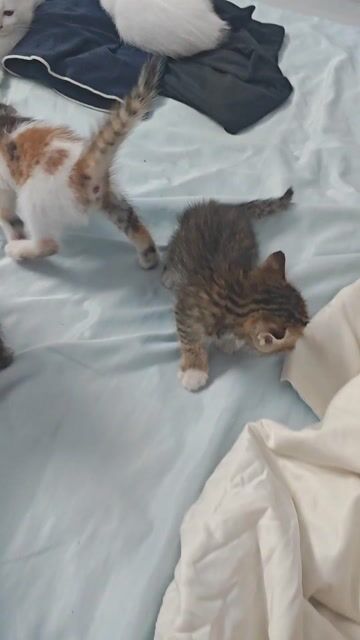 Mèo Anh lông ngắn nhiều màu 8 bé. Mua bán Mèo tại Huyện Hóc Môn Tp Hồ Chí Minh được đăng bởi Công Hậu hình 1