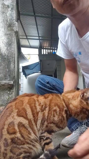 mèo bengal cái đang gào.. Mua bán Mèo tại Quận Hoàng Mai Hà Nội được đăng bởi Khánh Munchkin hình 1