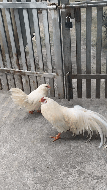 Gà cảnh Trống 8 tháng tuổi. Mua bán Gà tại Huyện Thường Tín Hà Nội được đăng bởi Dương văn đạt hình 1