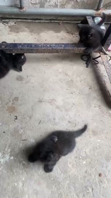 Mèo Munchkin đực. Mua bán Mèo tại Quận Cái Răng Cần Thơ được đăng bởi Vân hình 1