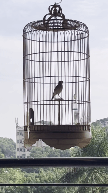 Chim Sơn ca siêng nấm hót. Mua bán Chim tại Quận Bình Tân Tp Hồ Chí Minh được đăng bởi Nguyễn Luân hình 1