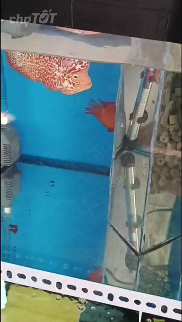 GB,Kamfa f2.short. sai 3ngón5 . Mua bán Thú cưng khác tại Quận Bình Tân Tp Hồ Chí Minh được đăng bởi Gà con hình 1