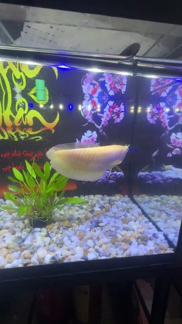 Cá cảnh Ngân long ab sai 26cm. Mua bán Thú cưng khác tại Quận Gò Vấp Tp Hồ Chí Minh được đăng bởi Nguyễn Việt Thành  hình 1