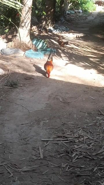 Gà Tre Siu Mỷ 1.8kg. Mua bán Gà tại Huyện Mỏ Cày Nam Bến Tre được đăng bởi Phạm Susu hình 1