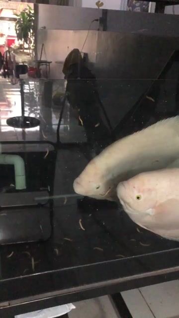 Cá phát tài Trắng 5kg. Mua bán Thú cưng khác tại Huyện Định Quán Đồng Nai được đăng bởi khanh hình 1