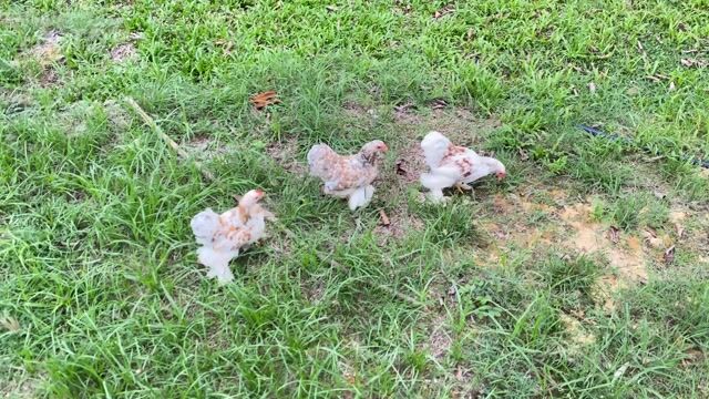 Gà Minicochin mái 3,5 tháng trắng nâu. Mua bán Gà tại Quận Hải Châu Đà Nẵng được đăng bởi Phát hình 1