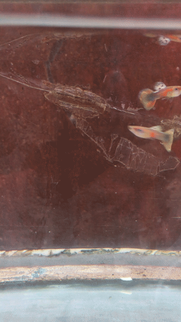 Cá bảy màu 2 cá trống tơ. Mua bán Thú cưng khác tại Quận Cái Răng Cần Thơ được đăng bởi Trai Can Tho 65 hình 1