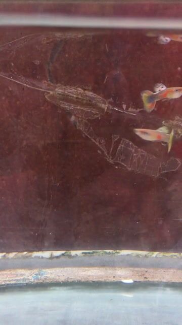 Cá bảy màu 2 cá trống tơ. Mua bán Thú cưng khác tại Quận Cái Răng Cần Thơ được đăng bởi Trai Can Tho 65 hình 1