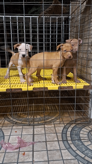 Chó Pitbull lai Xoáy Thái 2 tháng đã tiêm. Mua bán Chó tại Huyện Đức Hòa Long An được đăng bởi Trương nhựt Thắng  hình 1