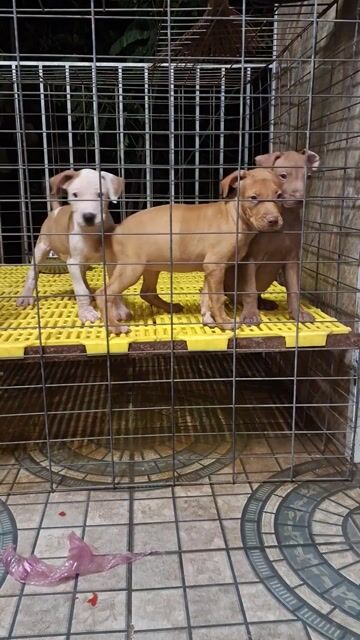 Chó Pitbull lai Xoáy Thái 2 tháng đã tiêm. Mua bán Chó tại Huyện Đức Hòa Long An được đăng bởi Trương nhựt Thắng  hình 1